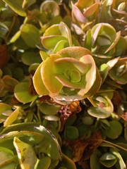 Crassula multicava multicava