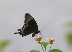 Papilio crino
