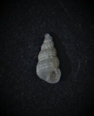 Tragula fenestrata