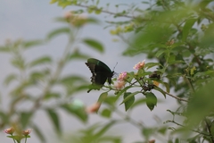 Papilio crino