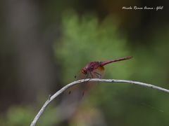 Trithemis annulata