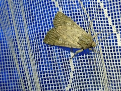 Dichagyris forcipula