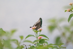 Papilio crino