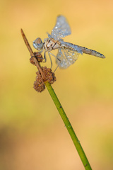Selysiothemis