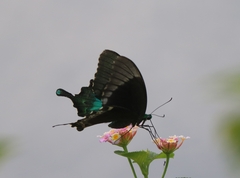 Papilio crino