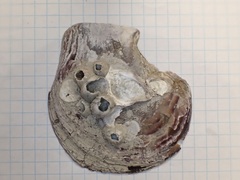 Isognomon isognomum