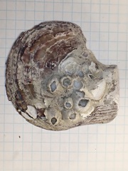 Isognomon isognomum