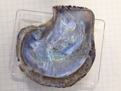 Isognomon isognomum
