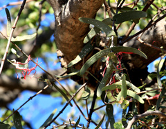 Plicosepalus amplexicaulis