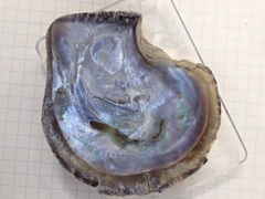 Isognomon isognomum