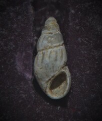 Onoba semicostata