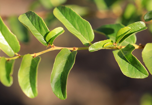 Image of Cissus cornifolia by (c) Wynand Uys, some rights reserved (CC BY)