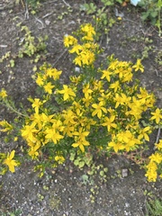 Hypericum perforatum