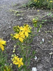 Hypericum perforatum