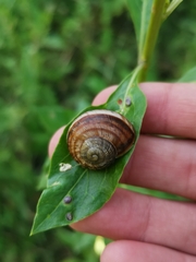 Helix lucorum