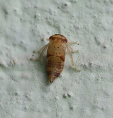 Iassus lanio