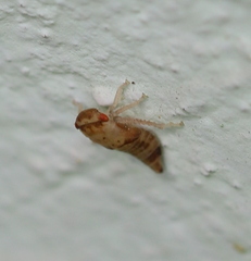 Iassus lanio