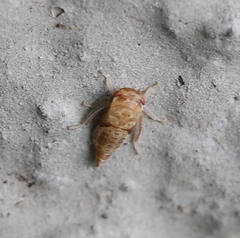 Iassus lanio
