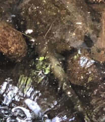 Pterocryptis anomala