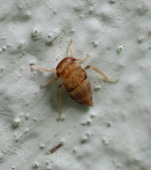 Iassus lanio