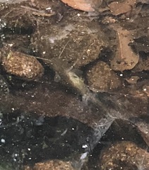 Pterocryptis anomala