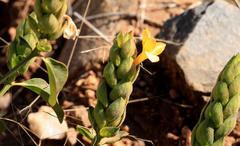 Barleria crossandriformis