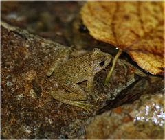 Glandirana emeljanovi