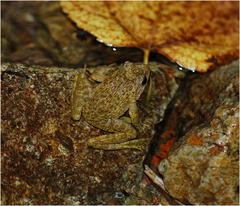 Glandirana emeljanovi