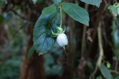 Fieldia australis