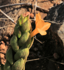 Barleria crossandriformis