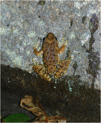 Glandirana emeljanovi