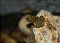 Glandirana emeljanovi