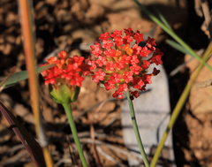 Lasiosiphon rubescens