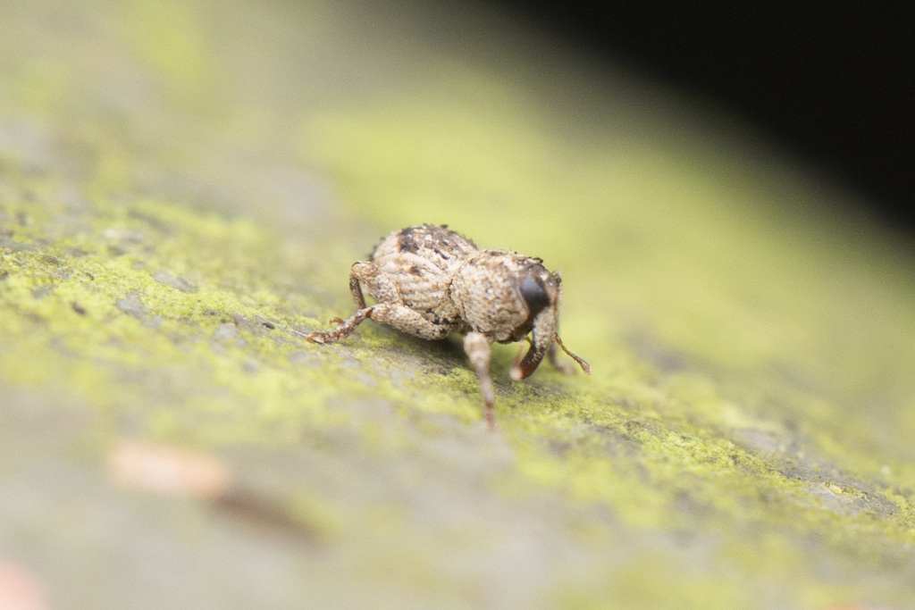 Aphanerostethus