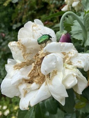Cetonia aurata