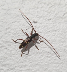 Ceresium leucosticticum