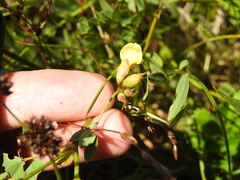 Hosackia pinnata