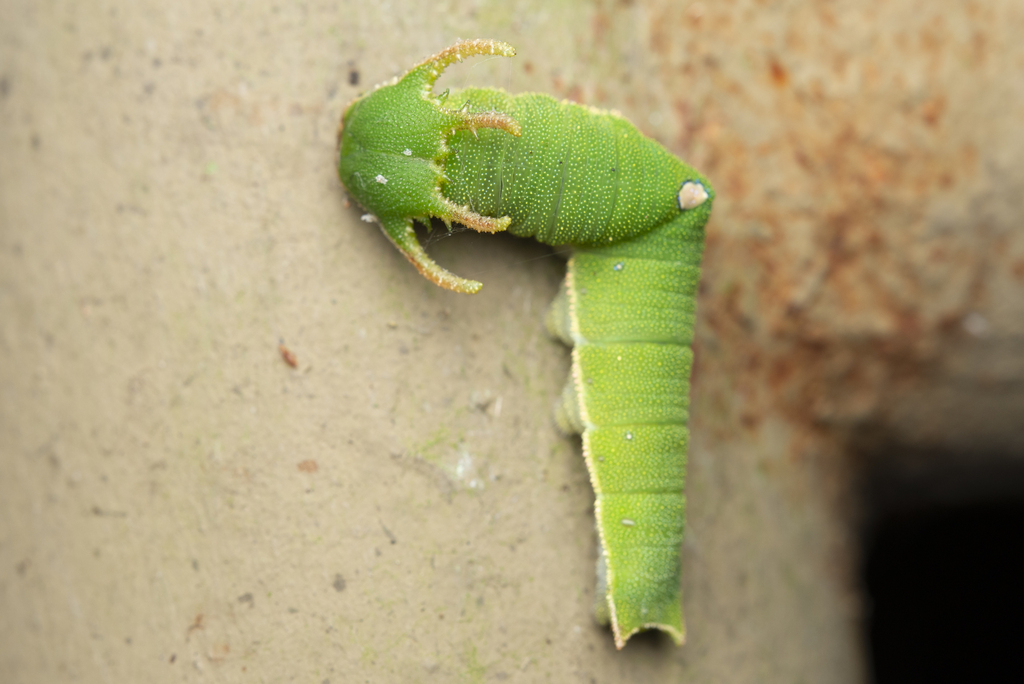 红蛱蝶（Charaxes bernardus）