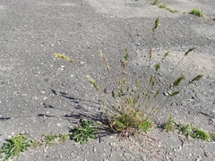 Bromus hordeaceus