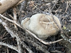 Hygrophorus caeruleus