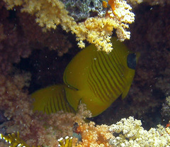 Chaetodon semilarvatus