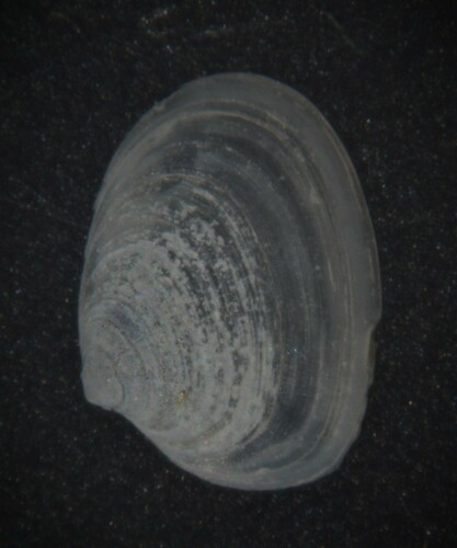 Kurtiella bidentata, 2022-02-07