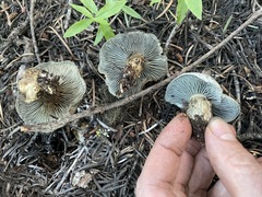 Hygrophorus caeruleus