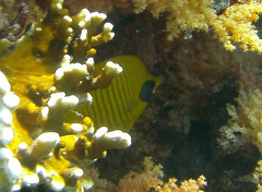 Chaetodon semilarvatus