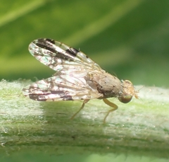 Tephritis bardanae