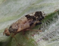 Tephritis bardanae