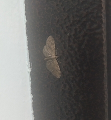 Eupithecia icterata