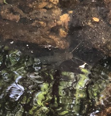 Pterocryptis anomala