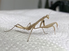 Mantis religiosa
