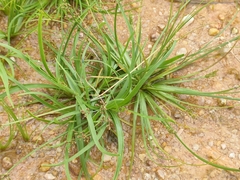 Cyperus fuscus